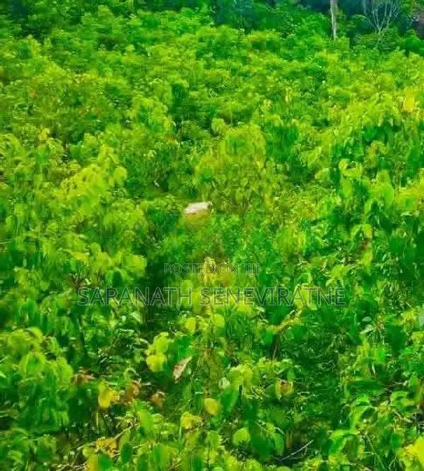 5 Acres Of Tea- Cinnamon - Kithulgala / Yatiyanthota