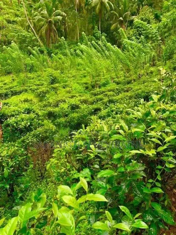 5 Acres Of Tea- Cinnamon - Kithulgala / Yatiyanthota