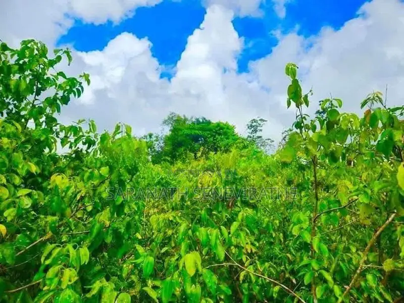 5 Acres Of Tea- Cinnamon - Kithulgala / Yatiyanthota