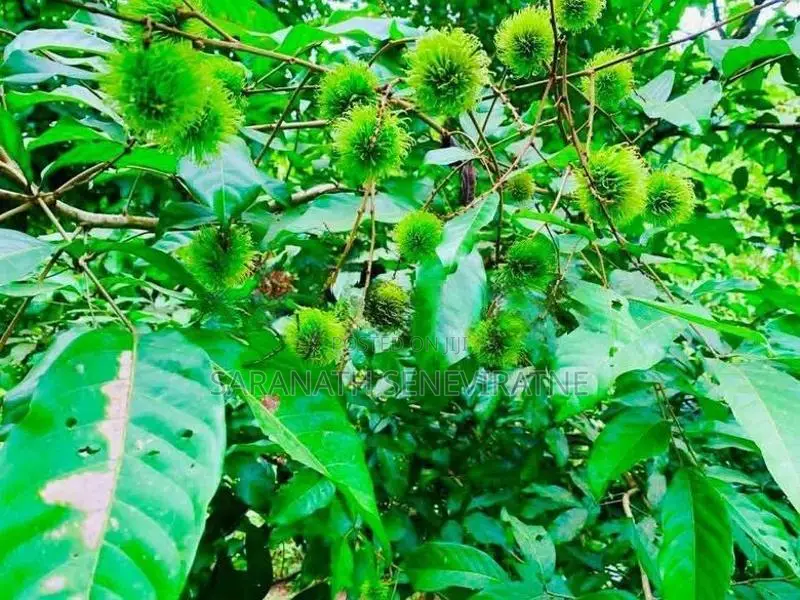 5 Acres Of Tea- Cinnamon - Kithulgala / Yatiyanthota