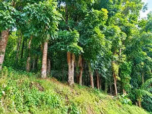 154 Perches Land For Sale In Pallegama (Sspl-538) Katugastota