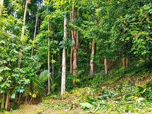 154 Perches Land For Sale In Pallegama (Sspl-538) Katugastota