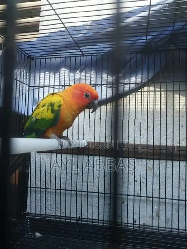 Sunconure