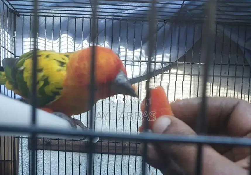 Sunconure