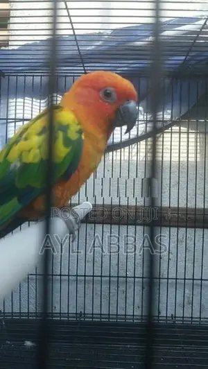 Sunconure