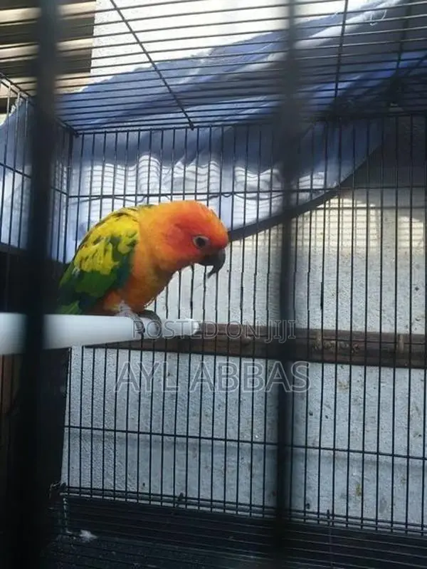 Sunconure