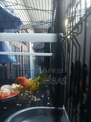 Sunconure