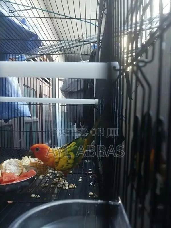 Sunconure