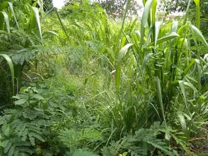 Bare land sale in Ratmalana Katubethe