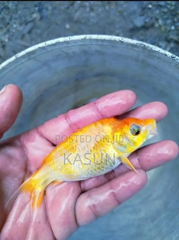 කාෆ් මසුන්