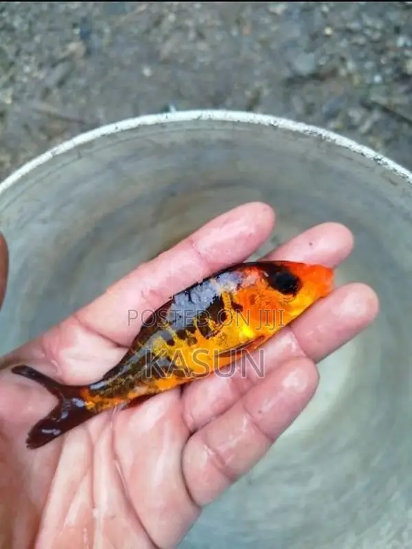 කාෆ් මසුන්