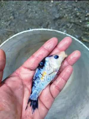 කාෆ් මසුන්