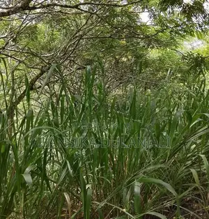 Land In Bandarawela