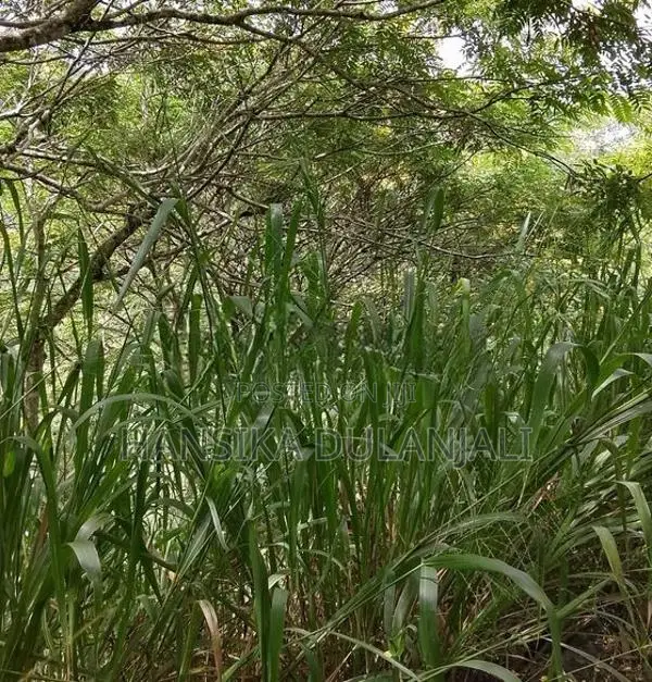 Land In Bandarawela