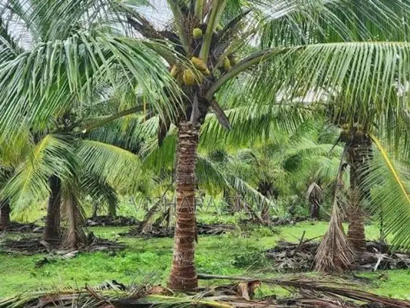 10-Acre Profitable Agricultural Land for Long-Term Lease