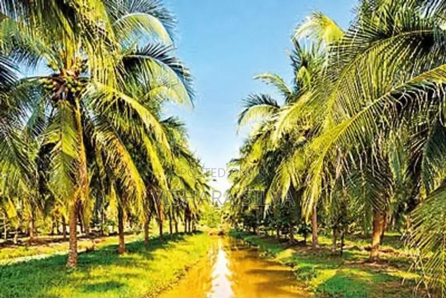 10-Acre Profitable Agricultural Land for Long-Term Lease