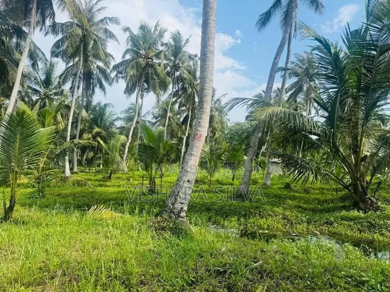 10-Acre Profitable Agricultural Land for Long-Term Lease