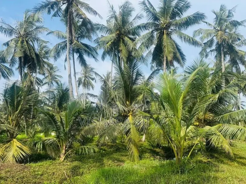 10-Acre Profitable Agricultural Land for Long-Term Lease