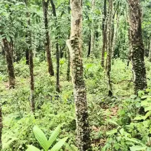 Rubber Land For Sale IN Mathugama Kalutara