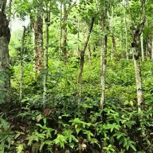 Rubber Land For Sale IN Mathugama Kalutara