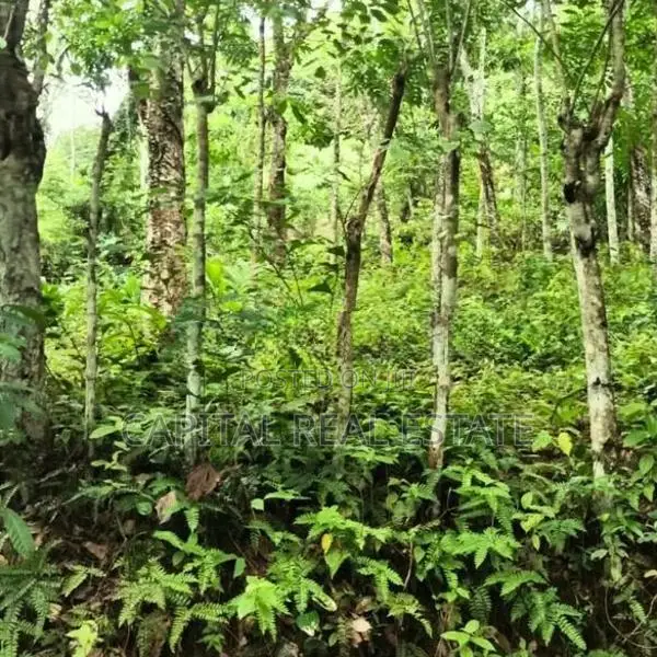 Rubber Land For Sale IN Mathugama Kalutara
