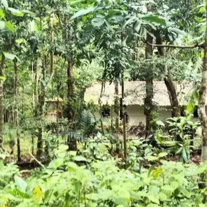 Rubber Land For Sale IN Mathugama Kalutara
