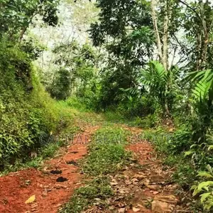 Rubber Land For Sale IN Mathugama Kalutara