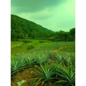 Pineapple Land For Sale IN Mathugama Kalutara