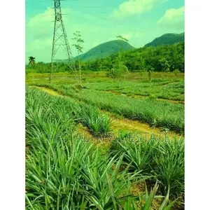 Pineapple Land For Sale IN Mathugama Kalutara