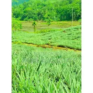 Pineapple Land For Sale IN Mathugama Kalutara