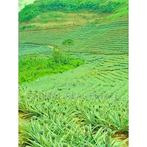 Pineapple Land For Sale IN Mathugama Kalutara