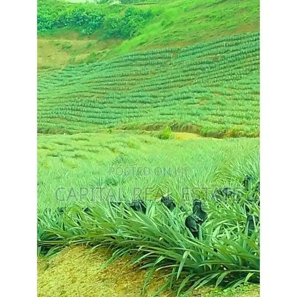 Pineapple Land For Sale IN Mathugama Kalutara