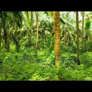 Coconut Land For Sale IN Dodangoda Kalutara