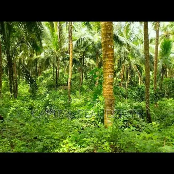 Coconut Land For Sale IN Dodangoda Kalutara