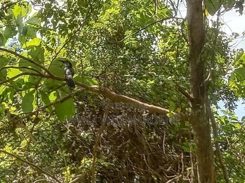 Land For Sale Battuluoya In Chilaw