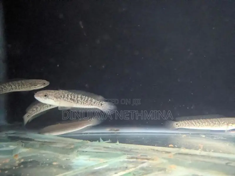 RSP Kalimaya Fish(imported)