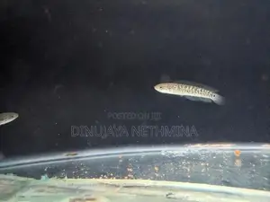 RSP Kalimaya Fish(imported)