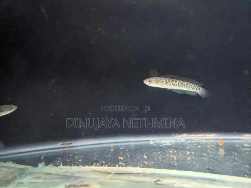 RSP Kalimaya Fish(imported)