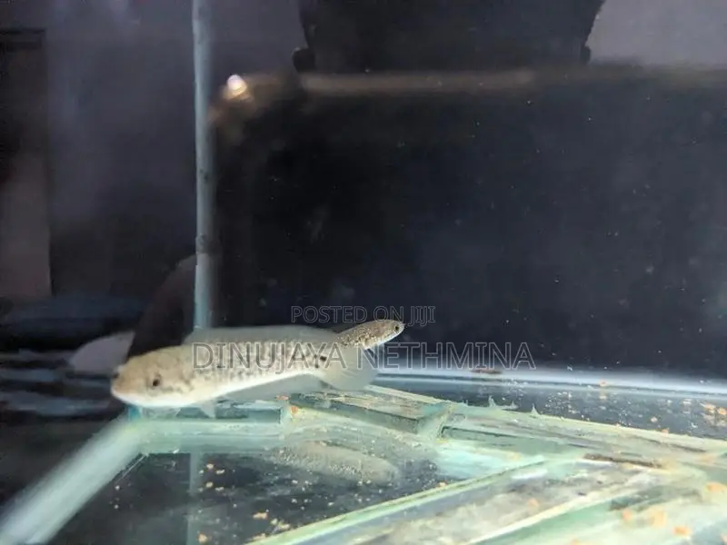 RSP Kalimaya Fish(imported)