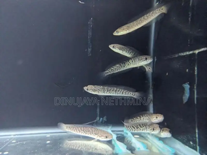 RSP Kalimaya Fish(imported)