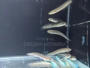 RSP Kalimaya Fish(imported)