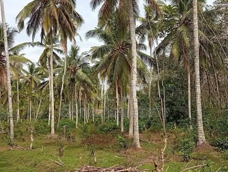 Coconut Land for Sale in Batagoda