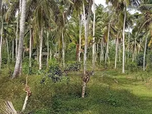 Coconut Land for Sale in Batagoda