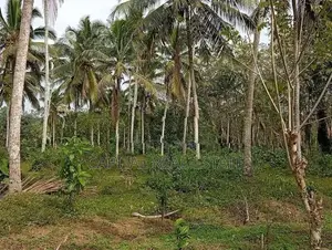 Coconut Land for Sale in Batagoda