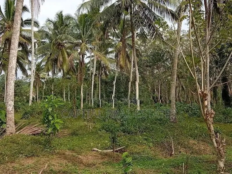 Coconut Land for Sale in Batagoda