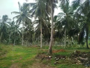 Coconut Land for Sale in Millaniya