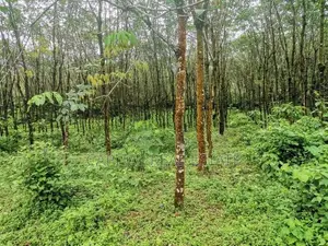 Land For Sale In Horana