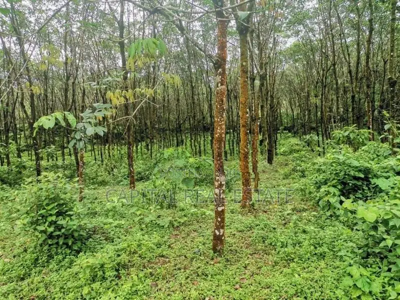 Land For Sale In Horana