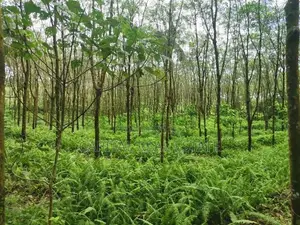 Land For Sale In Horana