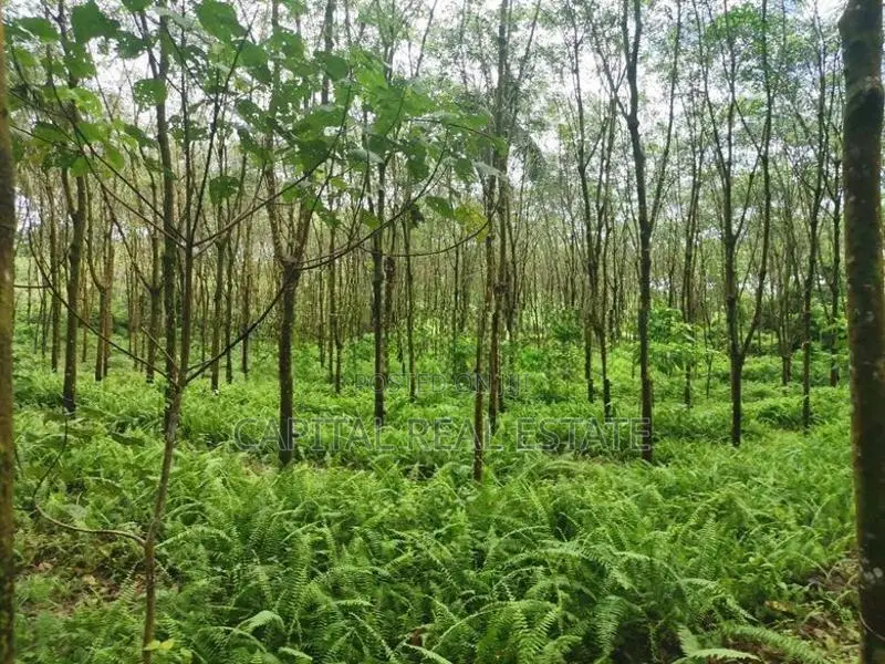 Land For Sale In Horana